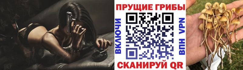 Галлюциногенные грибы Cubensis  где можно купить   Спас-Деменск 